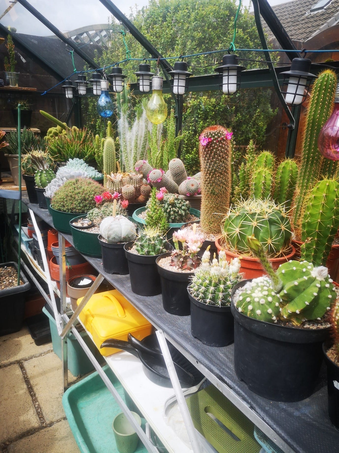 This photo shows a display of cacti plants for the Selby in Bloom competition