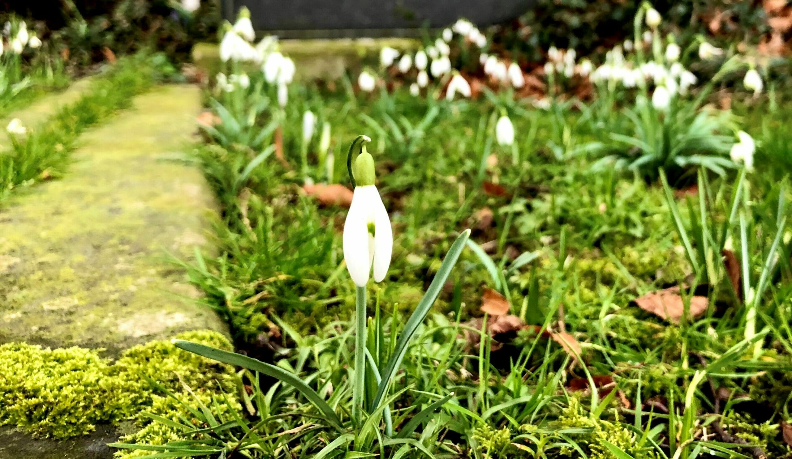 Snowdrops in the cemetery