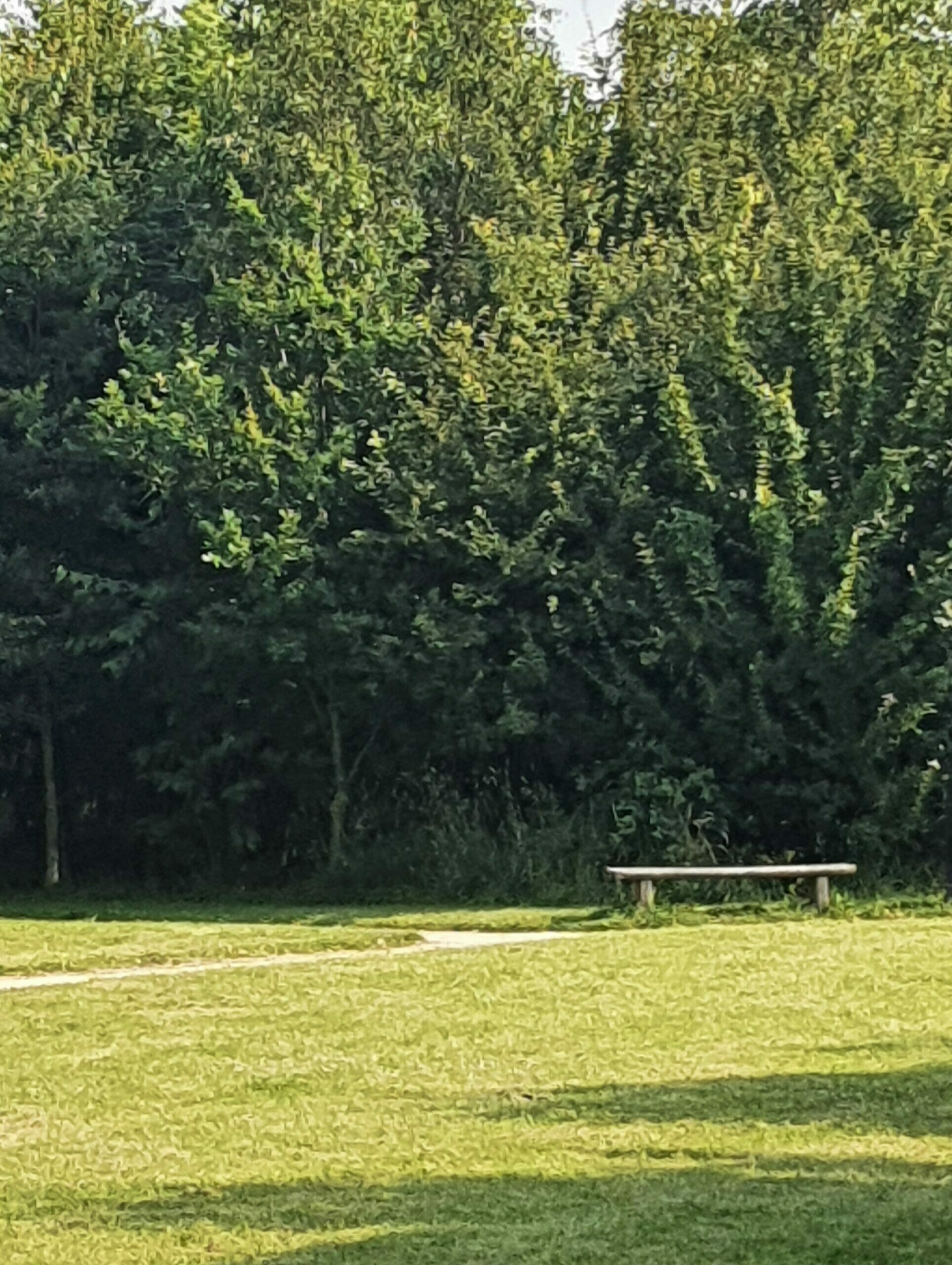A bench in the woodland