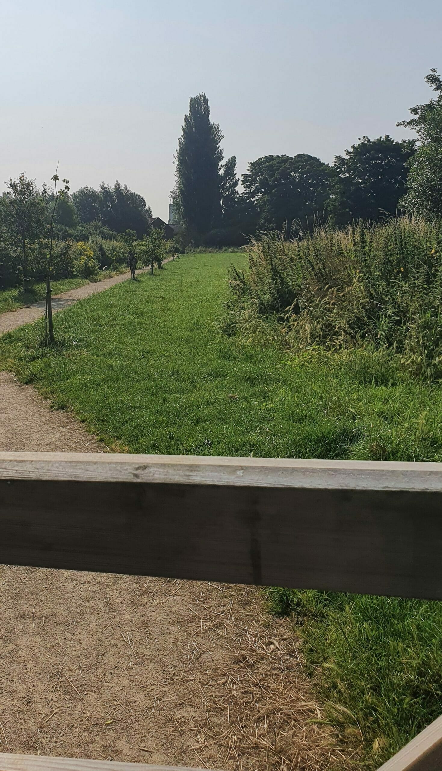 Dog walking area in the woodland