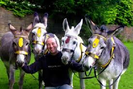 Donkeys at Funday