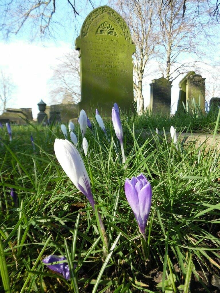 A photo of the wildflowers in the cemetery