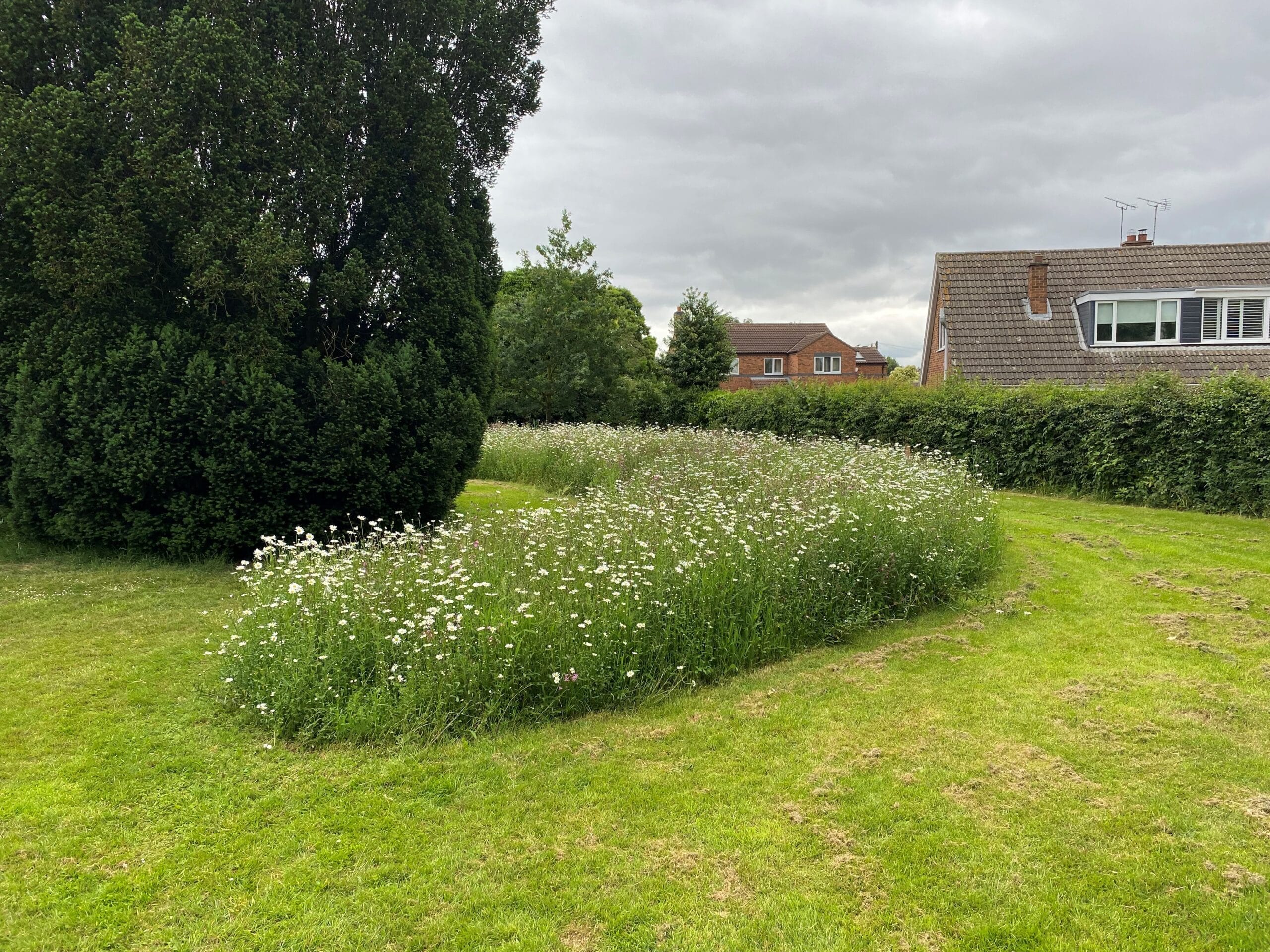 This photo shows the beautiful display of wildflowers in the cemetery 2