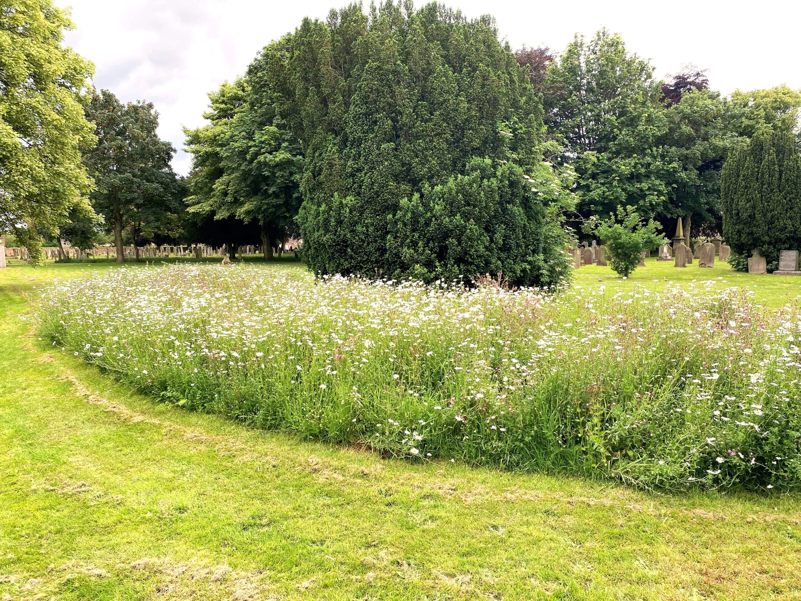 This photo shows the beautiful display of wildflowers in the cemetery 1